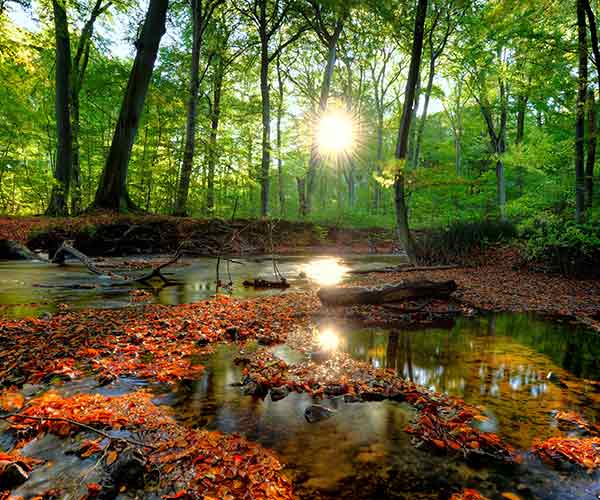 woodland area with sun shining through the trees