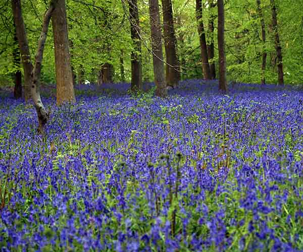 a field full of bluebells