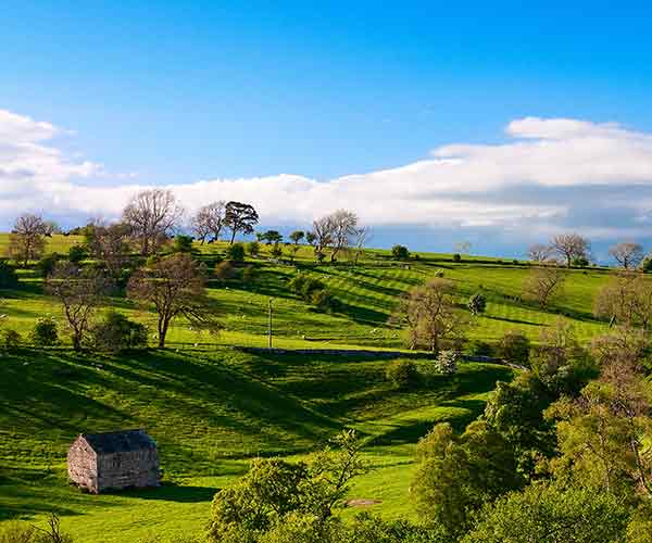 a hillside scene with trees and sheep roaming